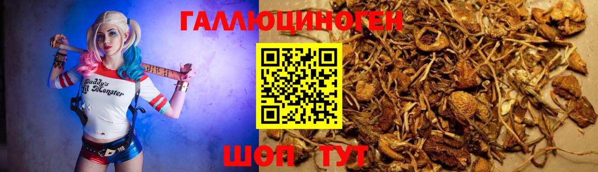 Галлюциногенные грибы Magic Shrooms  Вход с VPN  Острогожск  Псилоцибиновые грибы Psilocybe 